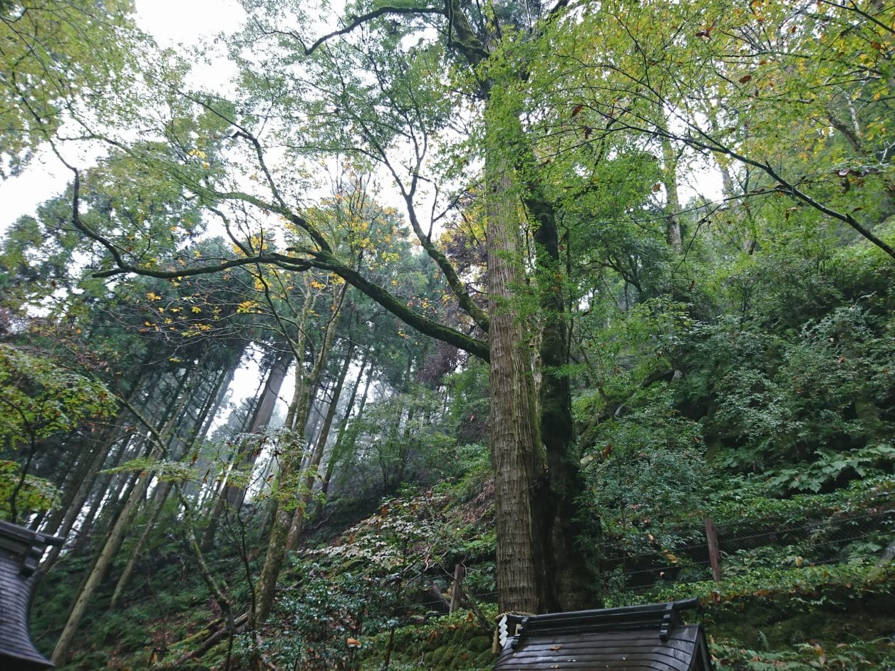 貴船神社奥宮の連理の杉